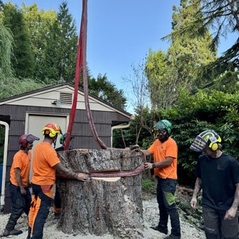 King's Tree Service - Setting choker - Tree Services Near Me - Beaverton, Oregon King's Tree Service - Setting choker - Tree Services Near Me - Beaverton, Oregon