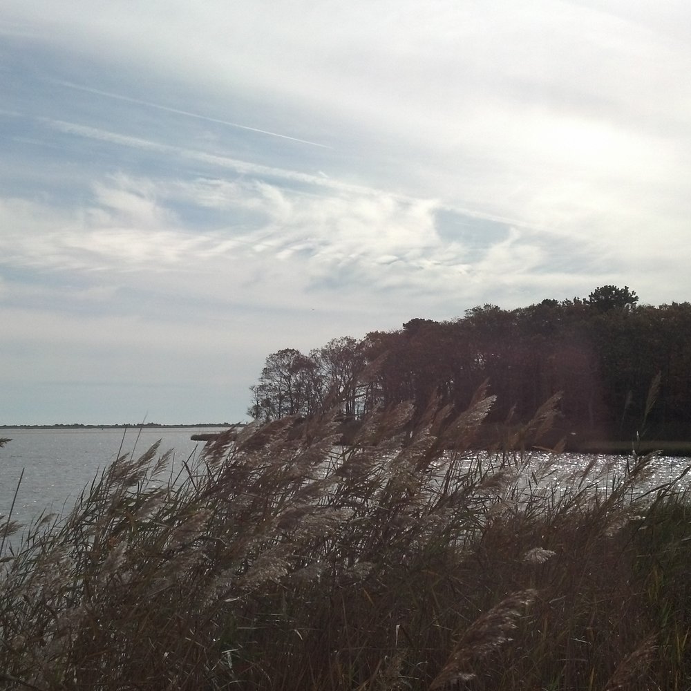 Terrell River County Park - Parks Near Me - Center Moriches, New York
