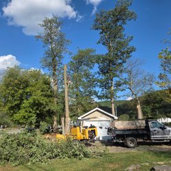 G Adams Tree Service - Tree Removal & clean up in action