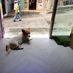 Pololi - The mascot