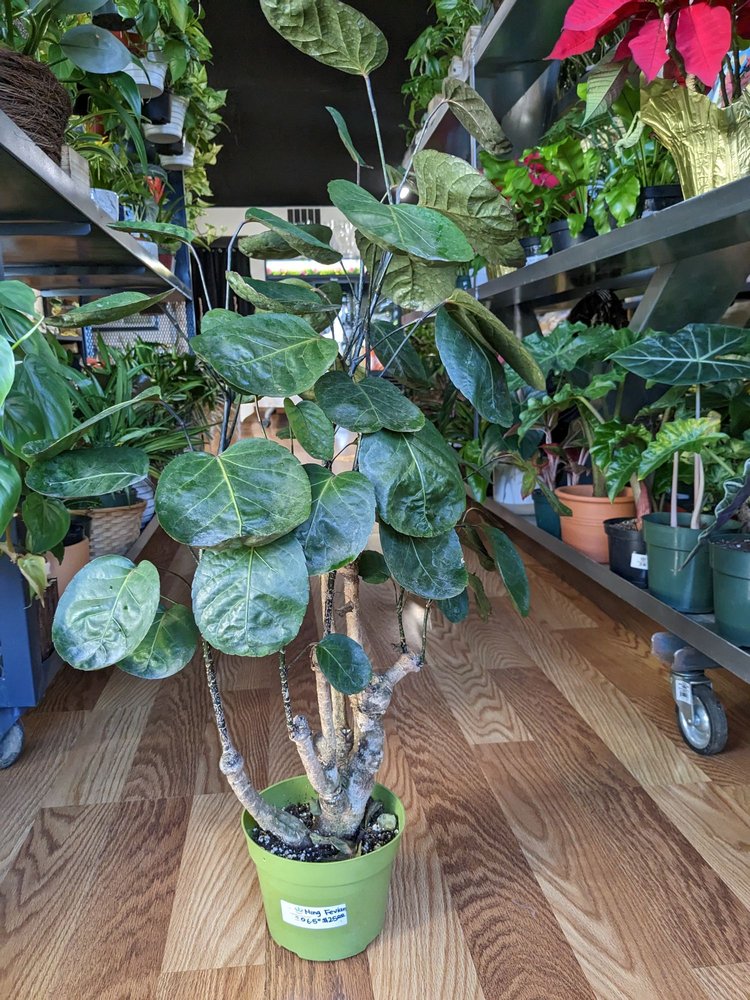 FOREVER PLANTS PLUS 23 Photos 1966 Fremont Blvd, Seaside, CA Yelp