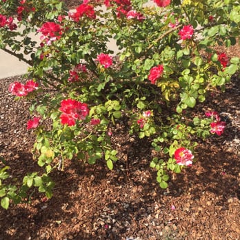 Rose Garden - Botanical Gardens Near Me - El Paso, Texas