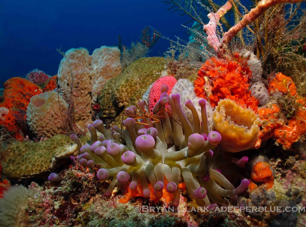 A Deeper Blue Diving & Photography Logo