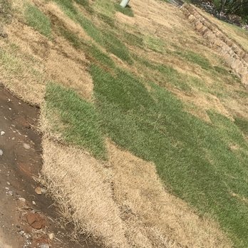 Wilson Sod - It was like this the day we got it and hasn't gotten better. - Lawn Services Near Me - Decatur, Texas