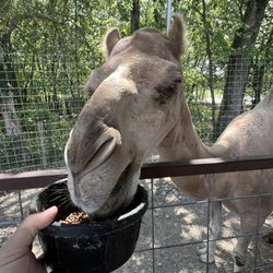 Dutch County Safari Park