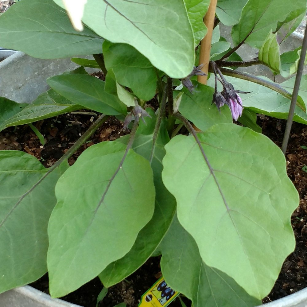 BACHARACH INSTITUTE FOR REHABILITATION Updated August 2024 3600