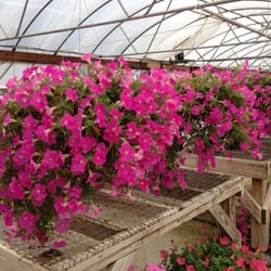 Christy's Nursery - Wave Petunia hanging baskets