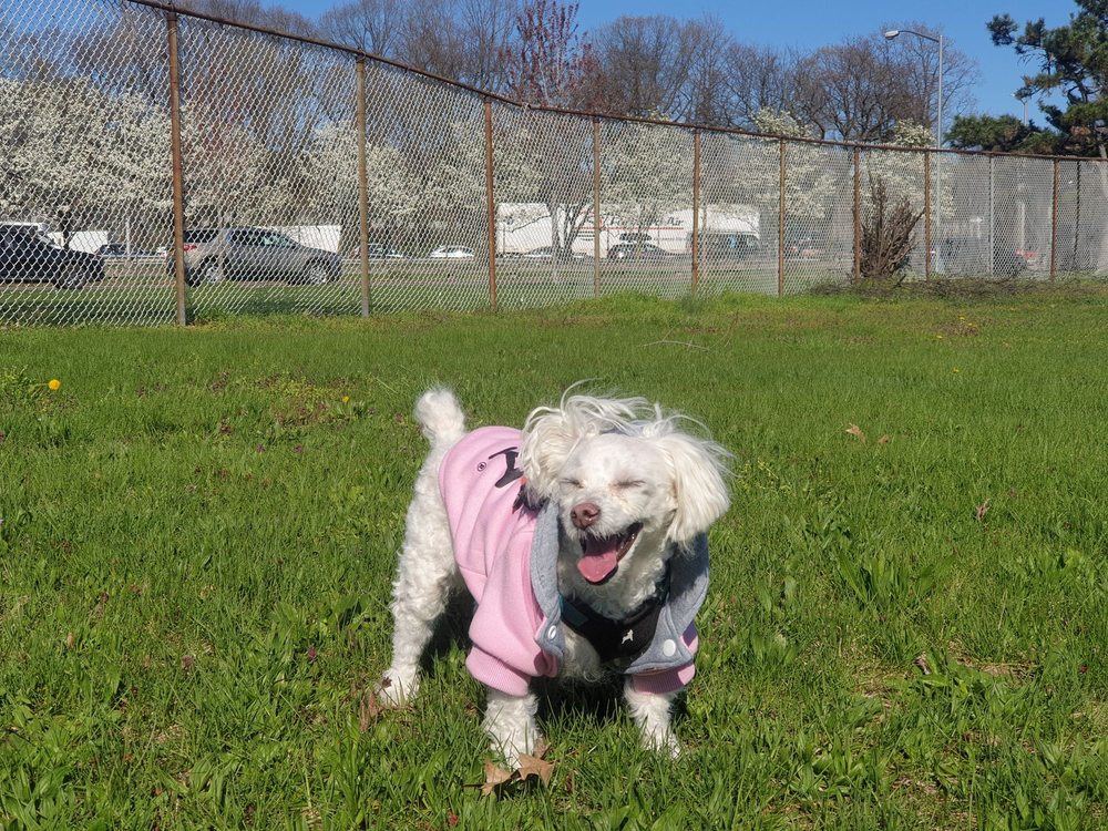 PETOPIA ANIMAL CLINIC PC 34 Reviews 16405 Northern Blvd, Flushing