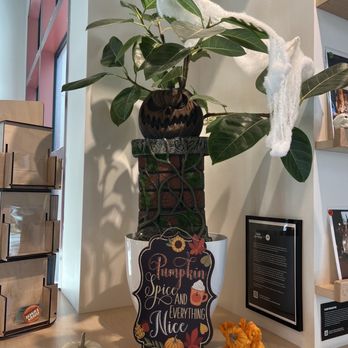 Andytown Coffee Roasters - a potted plant on a shelf - Cafes Near Me - Menlo Park, California Andytown Coffee Roasters - a potted plant on a shelf - Cafes Near Me - Menlo Park, California