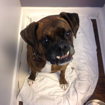 Clips 'n Wiggles - What a grin! - Pet Groomers Near Me - Algonquin, Illinois