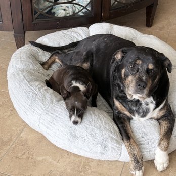 Foster Creek Veterinary Hospital - Marlee and Bella - Veterinarians Near Me - Richmond, Texas Foster Creek Veterinary Hospital - Marlee and Bella - Veterinarians Near Me - Richmond, Texas
