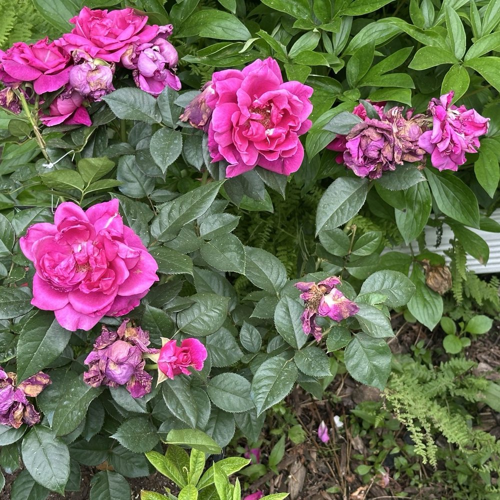 Garden's Dream - The "Intrigue" Rose, with a gorgeous scent. - Nurseries & Gardening Near Me - Cromwell, Connecticut Garden's Dream - The "Intrigue" Rose, with a gorgeous scent. - Nurseries & Gardening Near Me - Cromwell, Connecticut