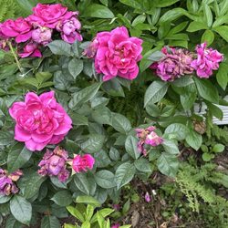 The "Intrigue" Rose, with a gorgeous scent.