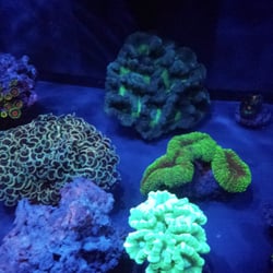 Coralguy