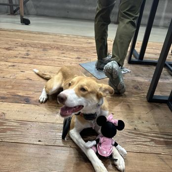 Amigos Paw Training - Well behaved puppy - Pet Training Near Me