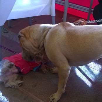 Sache Café - Mi Yakito jugando con uno de los perritos de Paqui - Cafeteria Near Me - Dos Hermanas, SE