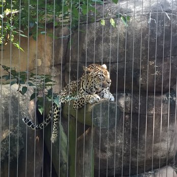 Memphis Zoo - Zoos Near Me - Memphis, Tennessee Memphis Zoo - Zoos Near Me - Memphis, Tennessee