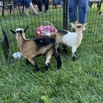Bring the Barn - Petting Zoos Near Me Bring the Barn - Petting Zoos Near Me