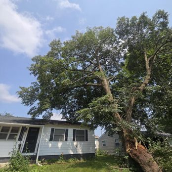 Francisco Tree Service - Tree Services Near Me Francisco Tree Service - Tree Services Near Me