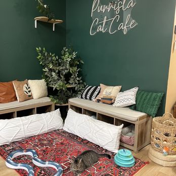 Purrista Cat Cafe - Inside cat lounge - Themed Cafes Near Me - Erie, Pennsylvania Purrista Cat Cafe - Inside cat lounge - Themed Cafes Near Me - Erie, Pennsylvania