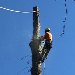 Canoa Tree Service