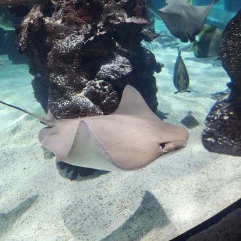 Aquarium Restaurant - Seafood Near Me - Nashville, Tennessee Aquarium Restaurant - Seafood Near Me - Nashville, Tennessee