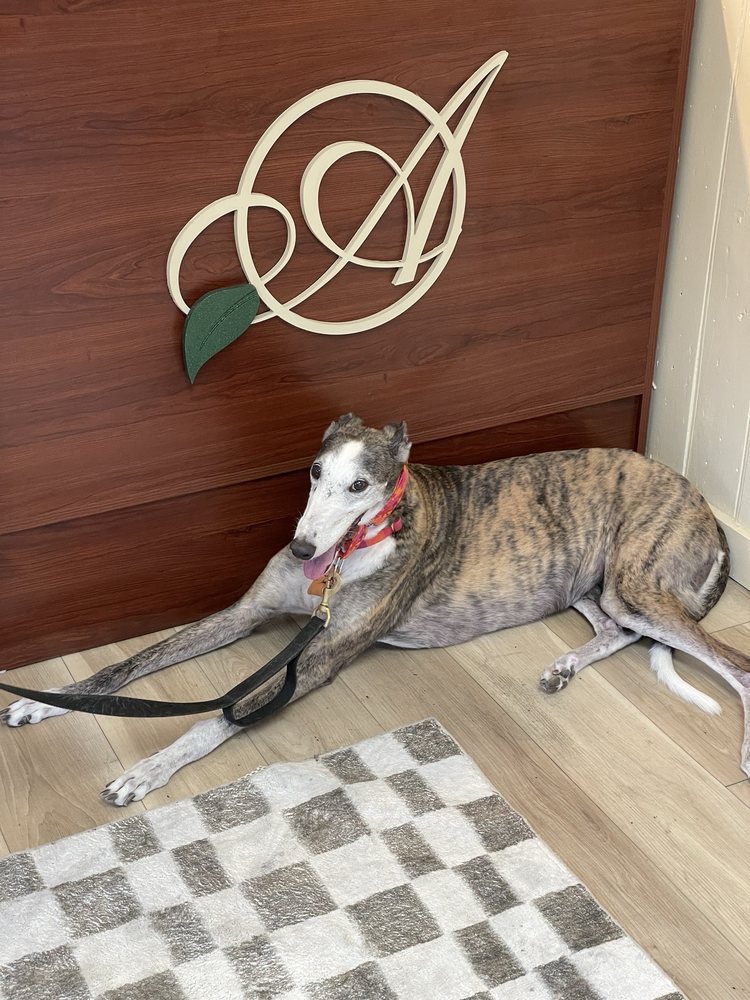 Arnaiz Chocolat Logo