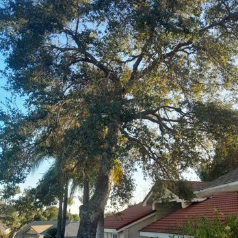 California Tree Design - After - Tree Services Near Me California Tree Design - After - Tree Services Near Me