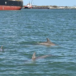 Space Coast River Tours - Best tour! We saw so many dolphins! Mark was awesome!!