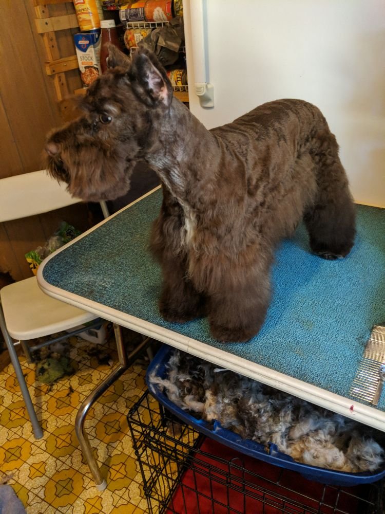 Dog In A Tub Image
