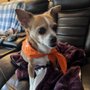 Photo of Center Veterinary Clinic and Urgent Care