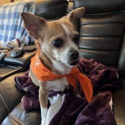 Center Veterinary Clinic and Urgent Care - Buffy