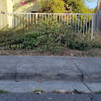 Strong Sons Junk Removal - 13 feet of of green waste - Junk Removal & Hauling Near Me