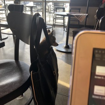 Starbucks - Dog? - Coffee & Tea Near Me - Marina, California
