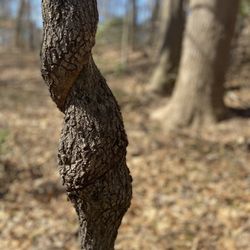 Fairland Recreational Park - I think a vine did this.