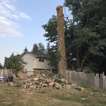 Wizard Tree Service - Tree Services Near Me - Kenmore, Washington