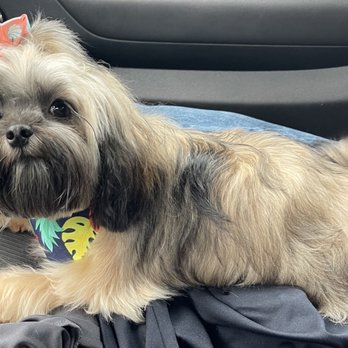 Pet Pawlor - Minnie on her ride home from Pet Pawlor - Pet Groomers Near Me - Madison, Alabama