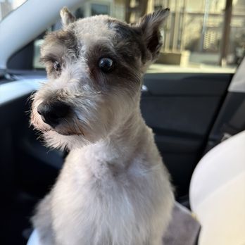 Paws On Central - Pet Groomers Near Me - Phoenix, Arizona Paws On Central - Pet Groomers Near Me - Phoenix, Arizona