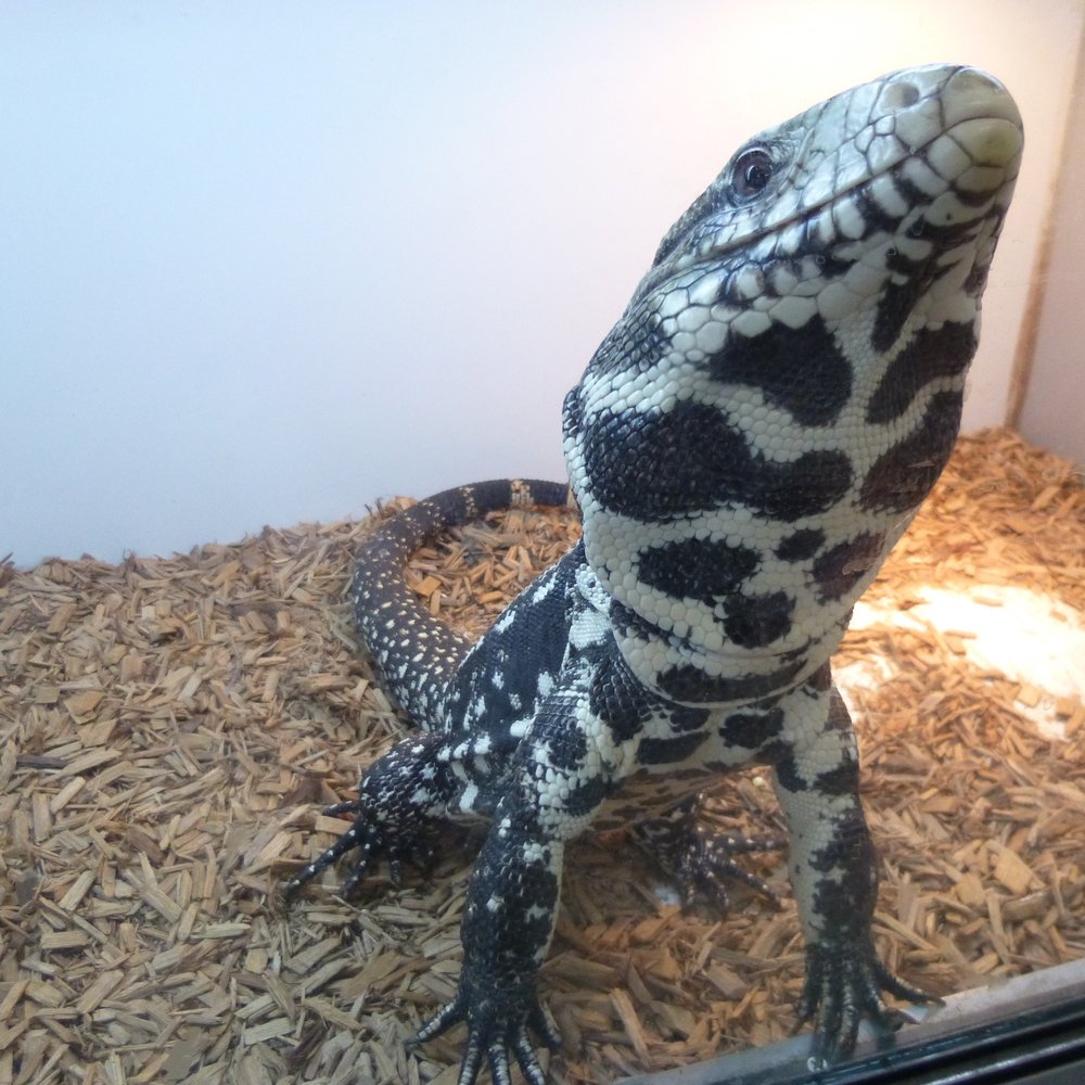 La Habra Pets - In-home security guard - Reptile Shops Near Me - La Habra, California La Habra Pets - In-home security guard - Reptile Shops Near Me - La Habra, California