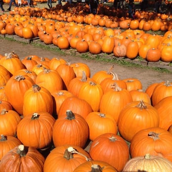 Bracken Pumpkin Patch - Pumpkin Patches Near Me - San Antonio, Texas