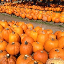 Bracken Pumpkin Patch