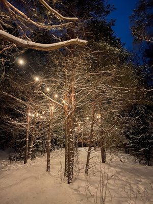 The Wild Center by null