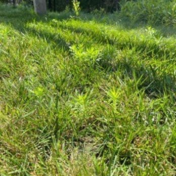 A J Tomasi Nurserie - Horrible lawn maintenance. Weeds everywhere - Landscaping Near Me - Pembroke, Massachusetts A J Tomasi Nurserie - Horrible lawn maintenance. Weeds everywhere - Landscaping Near Me - Pembroke, Massachusetts