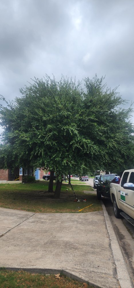 Slide of Gladiator Tree Experts & Landscaping