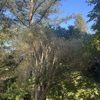 Jorge's Tree Service - Olive tree looking ugly - Tree Services Near Me - San Rafael, California Jorge's Tree Service - Olive tree looking ugly - Tree Services Near Me - San Rafael, California