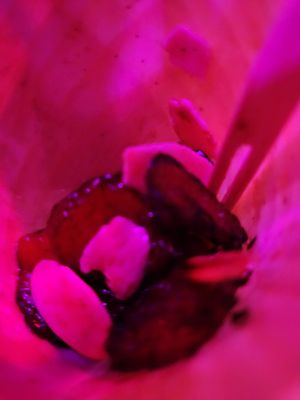 Photo of The Epic Lounge - Downey, CA, US. Plantains