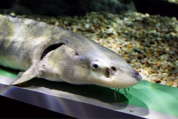 Sevilla Aquarium by null