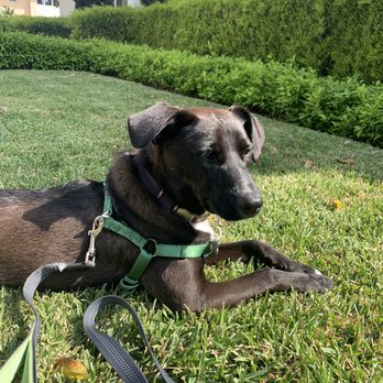 Fur Baby - Bear at approx. 10 months old - Animal Shelters Near Me - Los Angeles, California Fur Baby - Bear at approx. 10 months old - Animal Shelters Near Me - Los Angeles, California