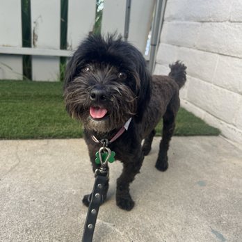 Dogs Without Borders - Community Service/Non-Profit Near Me