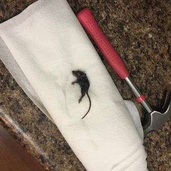 Fourth & Plum Apts - mouse found in dog's water bowl - Apartments Near Me - Cincinnati, Ohio Fourth & Plum Apts - mouse found in dog's water bowl - Apartments Near Me - Cincinnati, Ohio